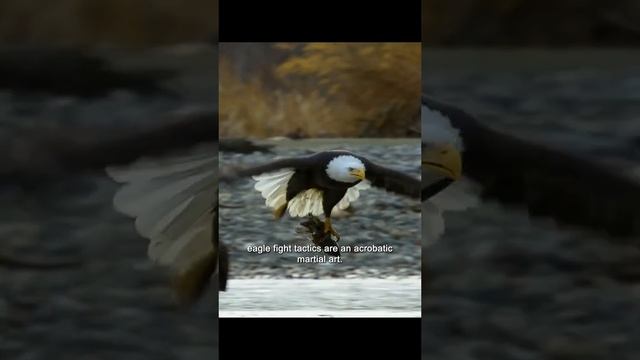 The eagle's shovel is so handsome.#wildlife #amazinganimalsworld #tiktokwildlifevideo смотреть онлайн