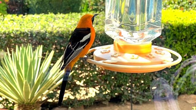 The Hooded Orioles of Mt. Hoo смотреть онлайн