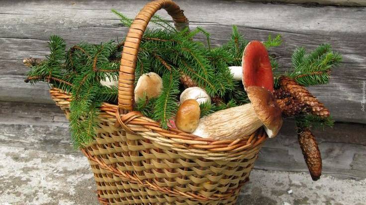 Лесная прогулка за грибами в сентябре. смотреть онлайн