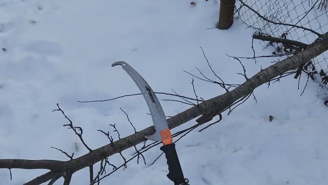 Ноябрь 2023. Спиливаю деревья на соседском огороде штанговой пилой Skrab 5м.  23112023.