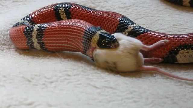 snake and the mouse. breakfast_09 смотреть онлайн