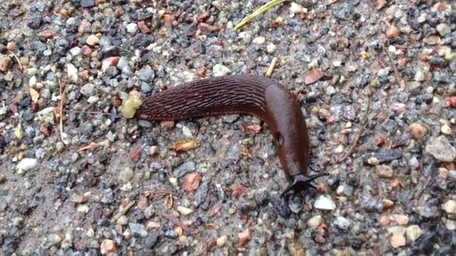 slug S tipe смотреть онлайн
