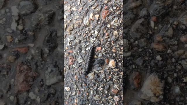 woodlouse centipede смотреть онлайн