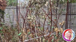 Заканчиваю обрезку лиан в саду. Саженцы в каталоге в вацапе 89193271772