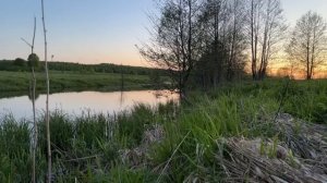 пение птиц в лесу