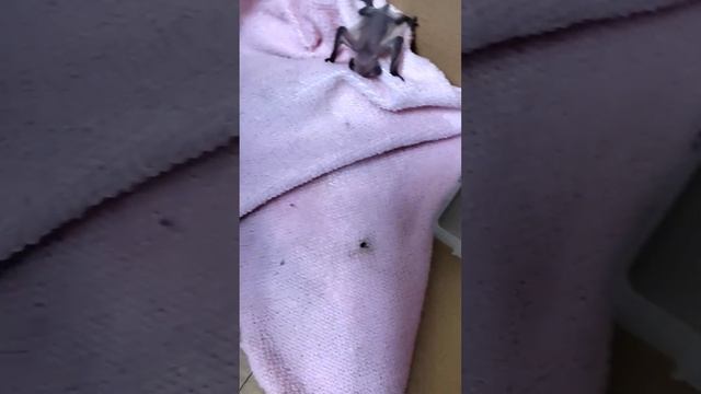 Забрали домой детеныша летучей мыши #mosacore смотреть онлайн