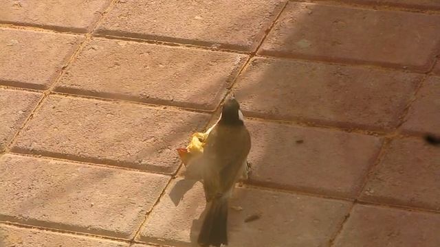 BIRD & APPLE смотреть онлайн