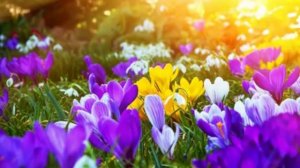 20 КРАСИВЫХ МЕЛОДИЙ  САКСОФОНА вдохновляют🎵Saxophone music