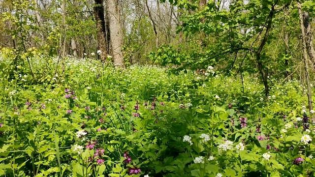 Ваш Дух совершенен по своей сути. Дух – частица Бога и представляет собой чистую любовь смотреть онлайн