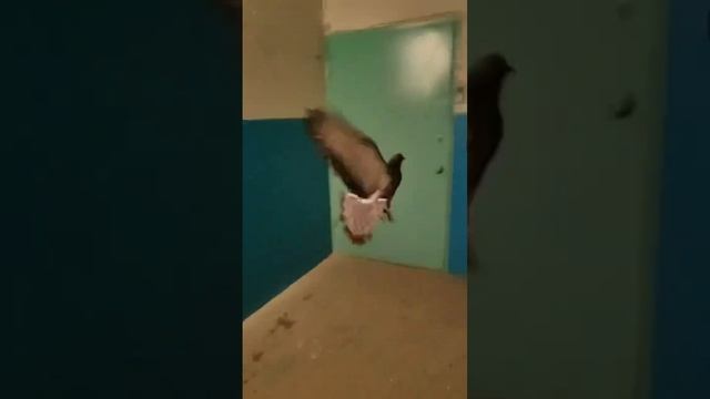 А я сейчас вам покажу от куда готовилось нападение #рекомендации #shorts