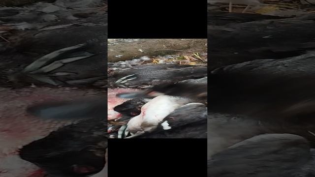 1003068492.mp4 смотреть онлайн