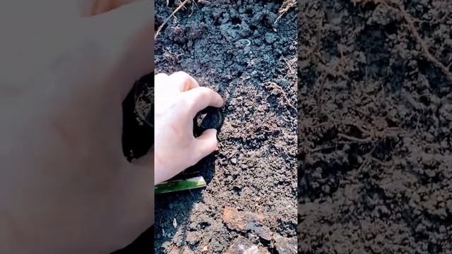 Открытие сезона с XP ORX #shorts