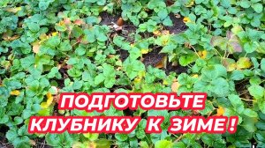 Как подготовить клубнику к зиме. 4 важных мероприятия с клубникой перед зимой