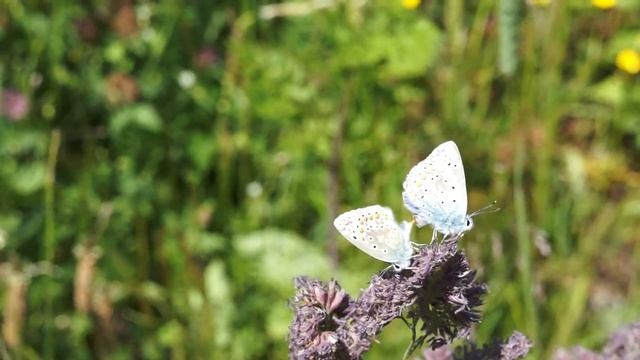 love between the two butterflies with music смотреть онлайн