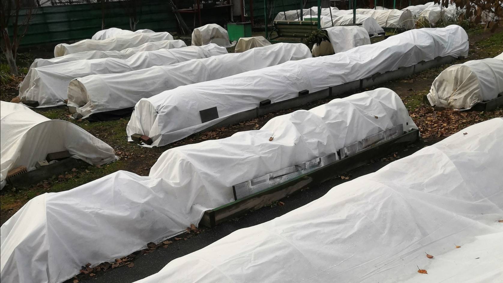 Розы укрыла ! Почти все ! Октябрь 2024