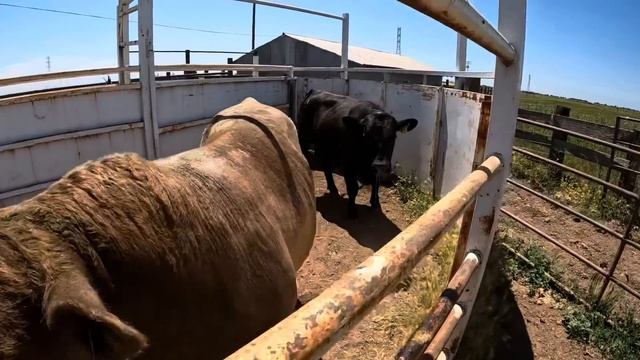 Mating Season 2023- Young Bulls Living The Dream!