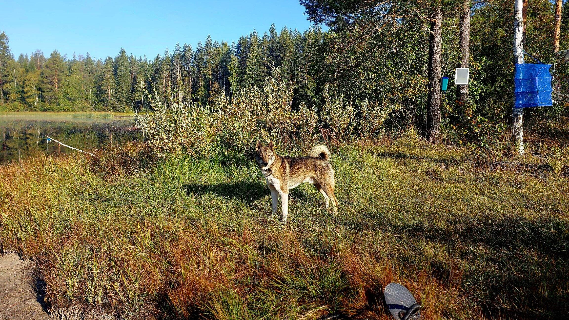Обычный день в тайге
