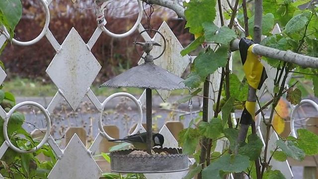 Tit on the feeder смотреть онлайн