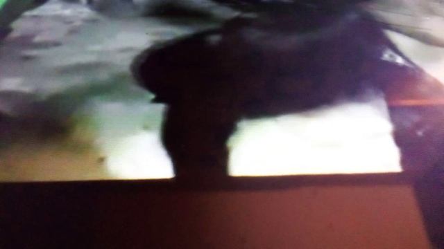 Тренинг северных морских котиков в зоопарке Лимпопо. Очень эффективно.