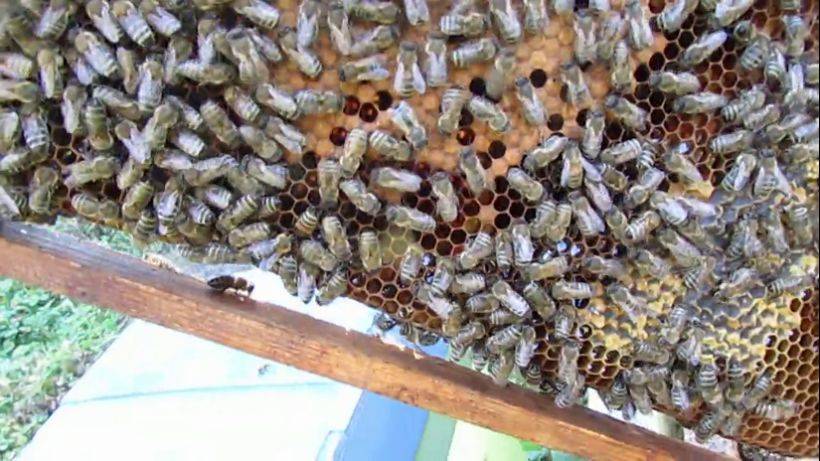 пчеловодство на ячейке 4,9 мм - часть 27, отводок с отсаженной прошлогодней маткой в конце сентября смотреть онлайн