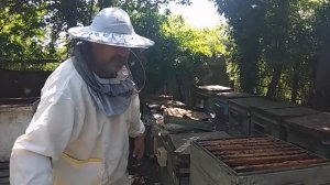 Двухматочное содержание и вдруг маточники, исправление роевого состояния на практике