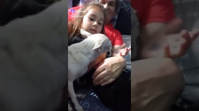 Бари Алибасов поделился редким видео с внучкой смотреть онлайн