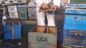 Универсальный метод борьбы с роением пчел (схематично) -  уроки пчеловодства