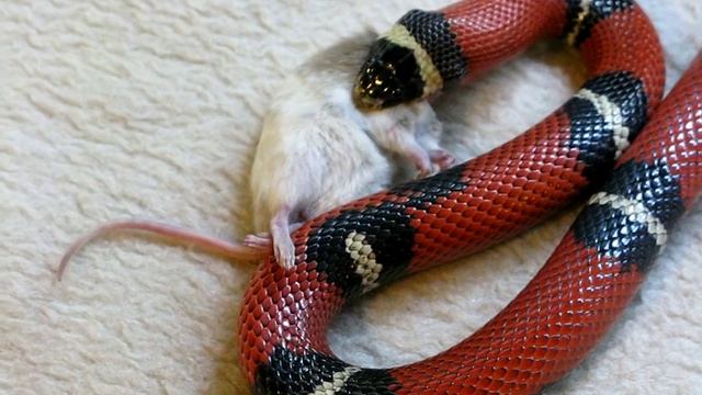snake and the mouse. breakfast_04 смотреть онлайн
