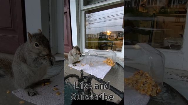 More Kitchen Window Squirrel ASMR смотреть онлайн