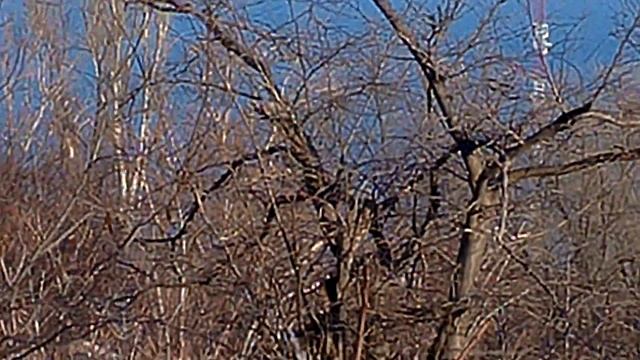 14 Бодхаян Махарадж 20170102 1543 смотреть онлайн