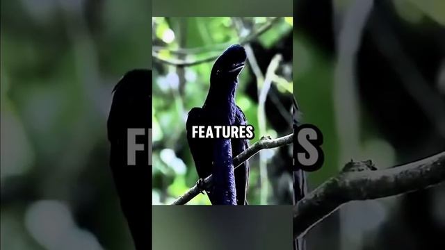 Amaing birds does exist #facts #randomfacts #LearnOnTikTok #factsyoudidntknow #learn #dailyfacts смотреть онлайн