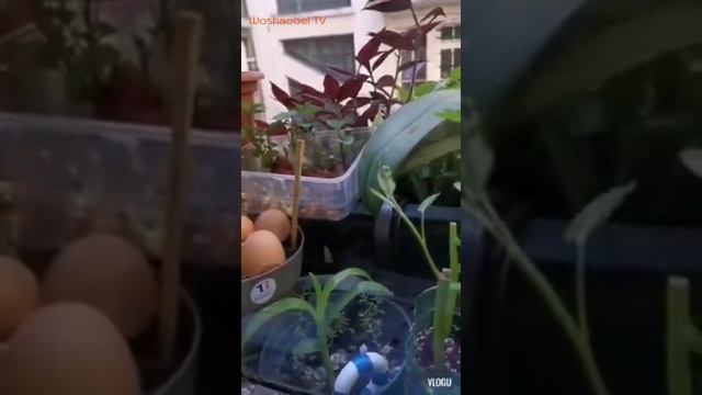 My big sister herbal garden in the window in france | Woshaobel TV смотреть онлайн
