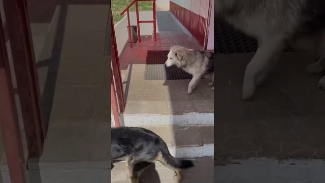 А как отдыхаешь ты этим летом ?#рекомендации #shorts #дубай