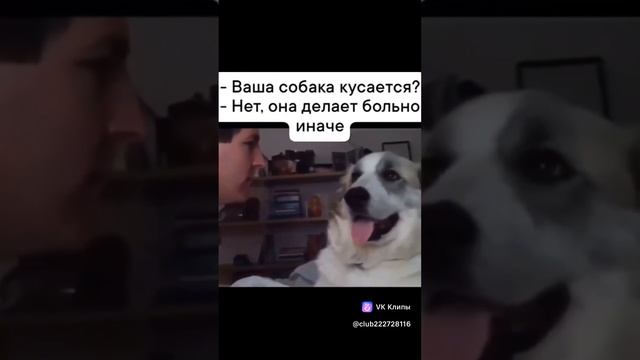 Собака делает больно иначе смотреть онлайн