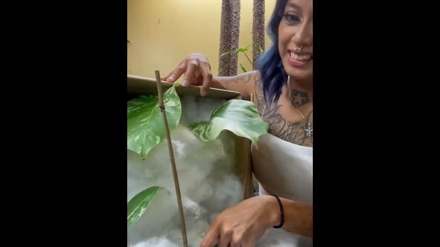 Monstera Albo Unboxing