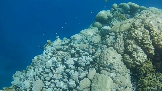 Utopia Beach Club --- Snorkeling Northreef 04.2018 --- смотреть онлайн