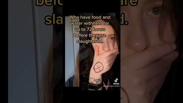 Animals First On The Second смотреть онлайн