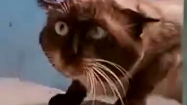 котэ и шайтан (закадровый) смотреть онлайн