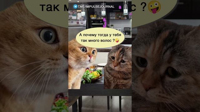 Почему #мыкотики #вмем #разговор #анекдот #шутки #кот #юмор #смешное #прикольно #мемы #cat смотреть онлайн