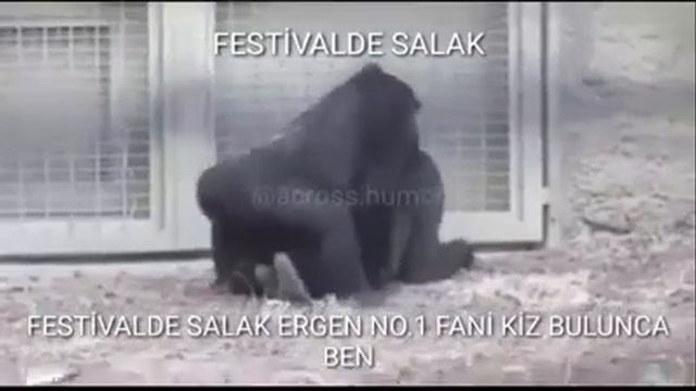 FESTİVALDE NO1 FANI KIZ BULUNCA BEN смотреть онлайн