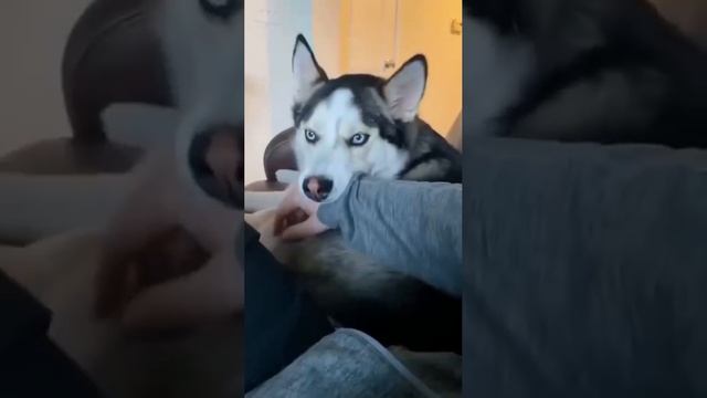 Гладь смотреть онлайн