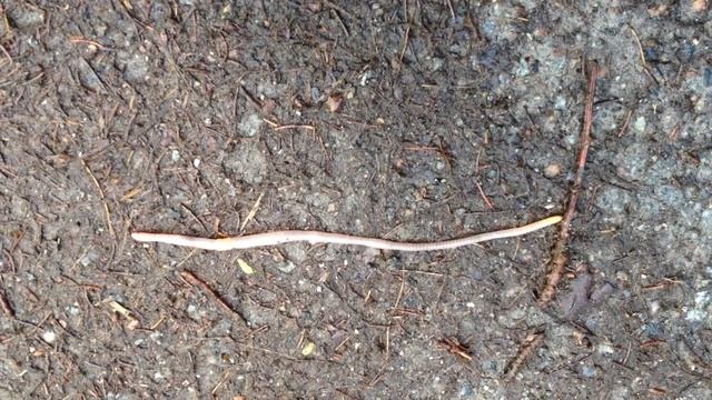 worm смотреть онлайн