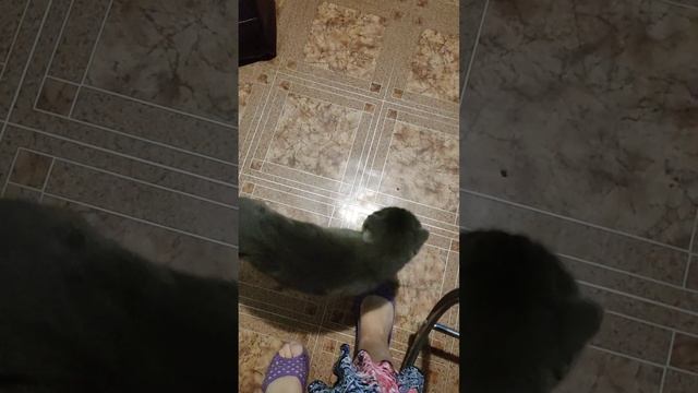 Кот ругается, он скучал. Прилетели из Пхукета. Таиланд 2024 за 50 тысяч с перелетом.@tutsi-dieti смотреть онлайн