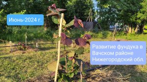 Развитие фундука в Вачском районе Нижегородской области, июнь 2024 года