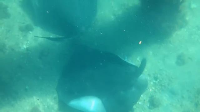 Diving With the Catalyst Survivor iPhone 5 & 5S Waterproof Case. смотреть онлайн