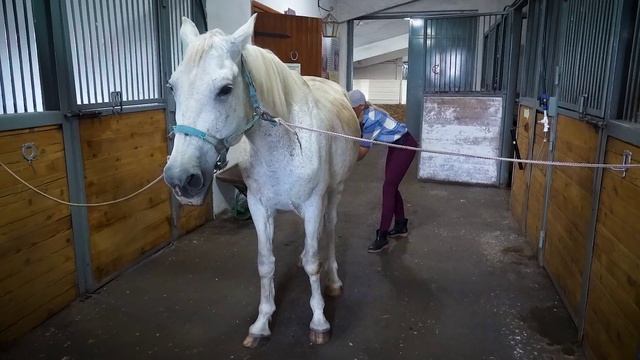 Конный спа: какой уход получают лошади Конного двора смотреть онлайн
