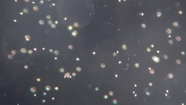 Heterosigma HAB Lab Toxicity Part 1 - Brine Shrimp Assay смотреть онлайн