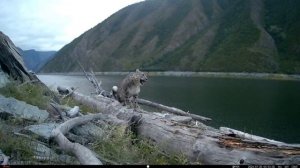 Как дела у Клёпы и её котят?