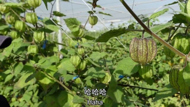 台灣快要消失的奇特水果😱 吃一口香一整天! 鄉下的天然維他命 смотреть онлайн