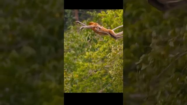 Part75#tiktok #animalworlds #animalOceans смотреть онлайн